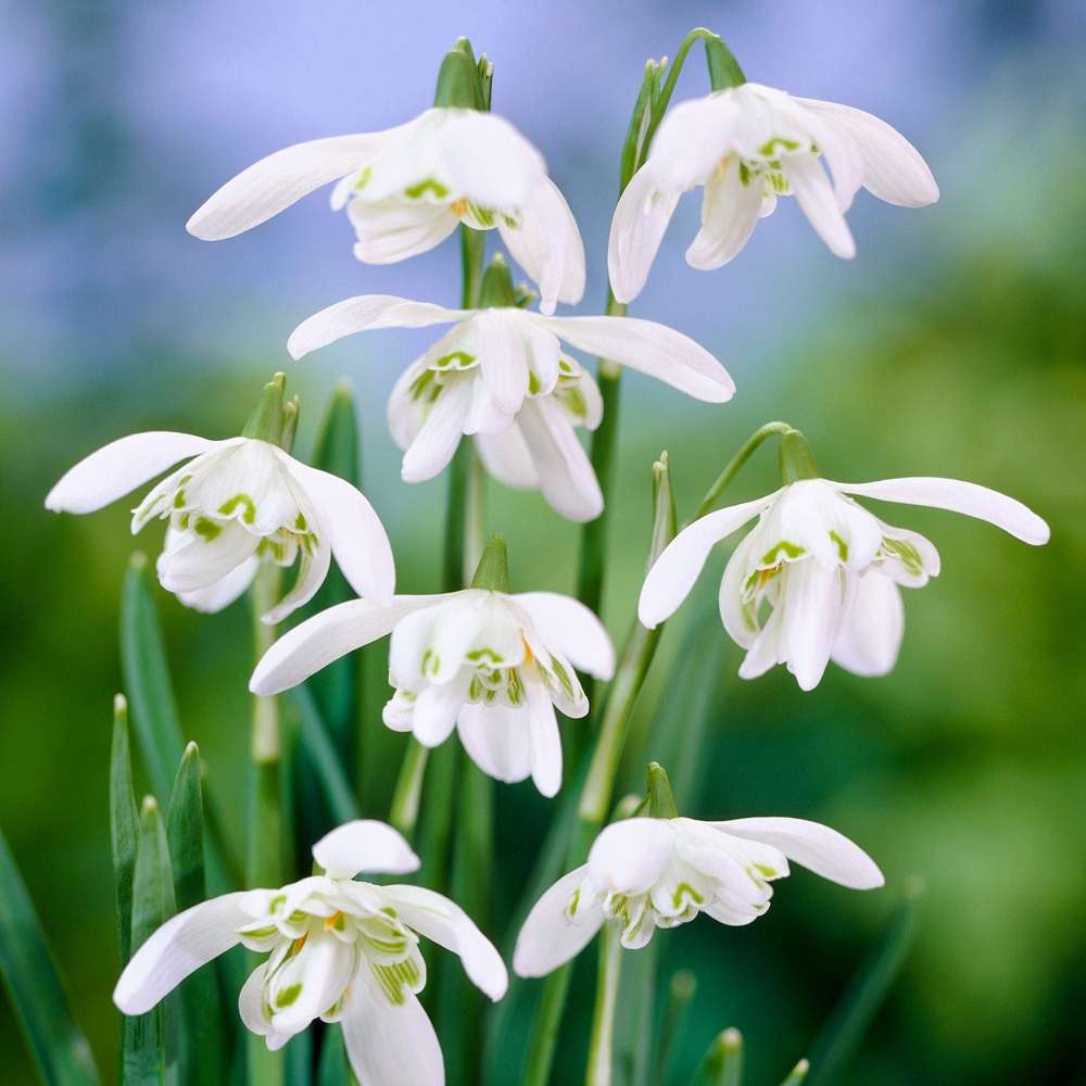 Snödroppe 'Flore Pleno'